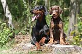 DOBERMANN 843